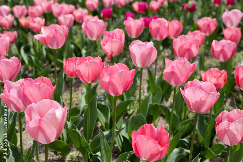Beautiful tulip flower garden. The Expo 70 Commemorative Park, Osaka, Japan Beautiful tulip flower garden. The Expo 70 Commemorative Park, Osaka, Japan