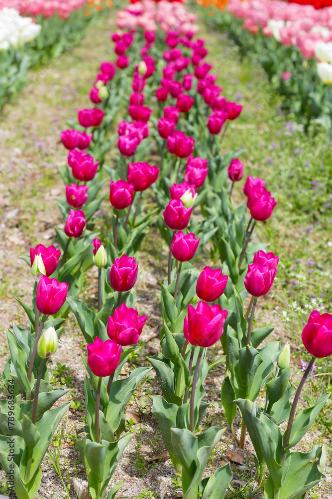 Beautiful tulip flower garden. The Expo 70 Commemorative Park, Osaka, Japan Beautiful tulip flower garden. The Expo 70 Commemorative Park, Osaka, Japan