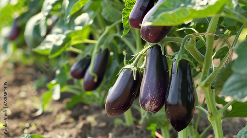 Purple eggplants hanging on the plant in an organic vegetable garden