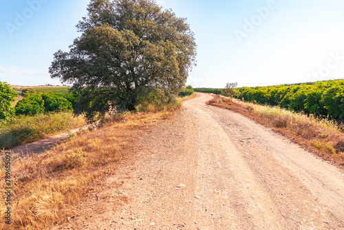 Camino del Sur - Via Verde de Riotinto - dirt road at the turnoff to Zalamea la Real, province of Huelva, Andalusia, Spain photo