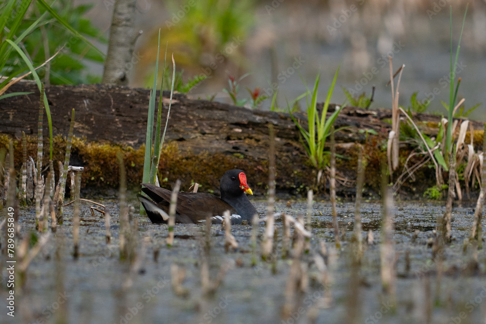 Common moorhen, Gallinula chloropus, single bird in water, Europe Poland Common moorhen, Gallinula chloropus, single bird in water, Europe Poland