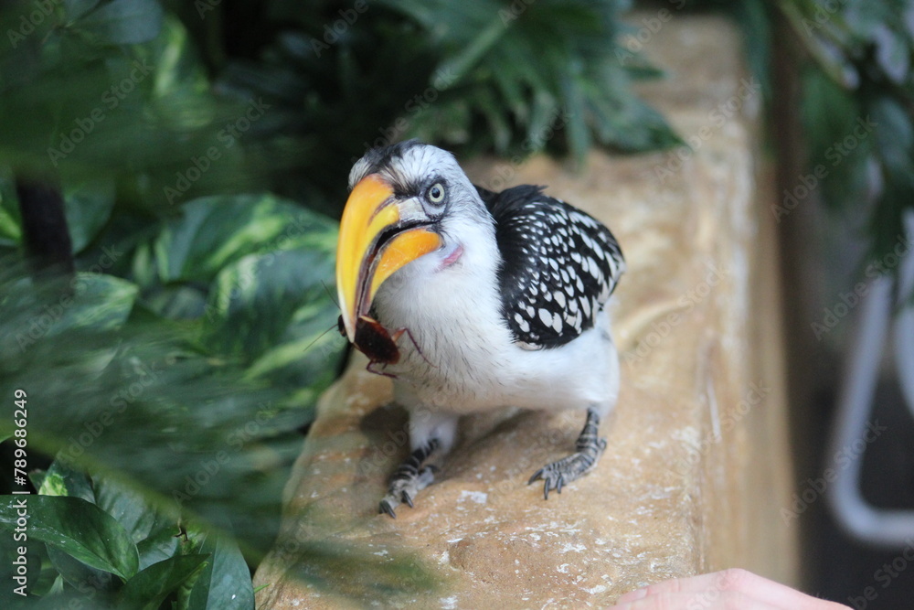 Tockus bird (Gelbschnabeltoko)