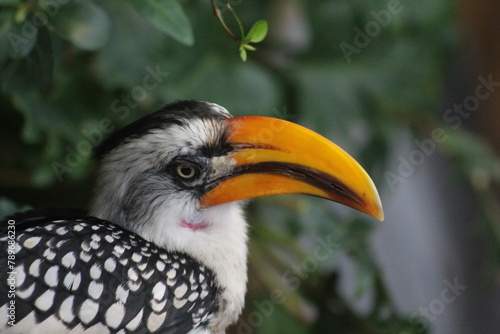 Tockus bird (Gelbschnabeltoko) © Mubin