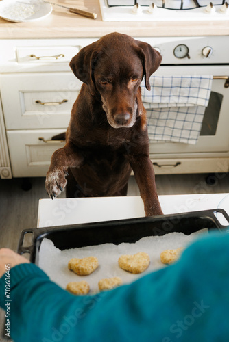 Naughty dog stood with its paws on the table.