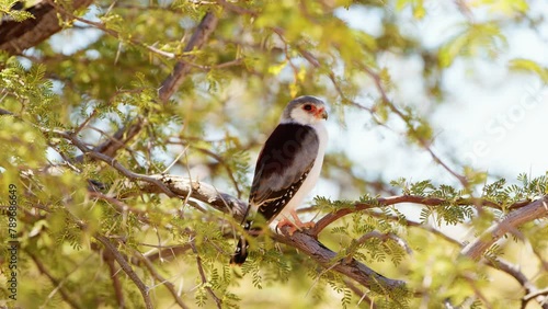 A small pygmy falcon (Polihierax semitorquatus) perched on a branch, South Africa photo