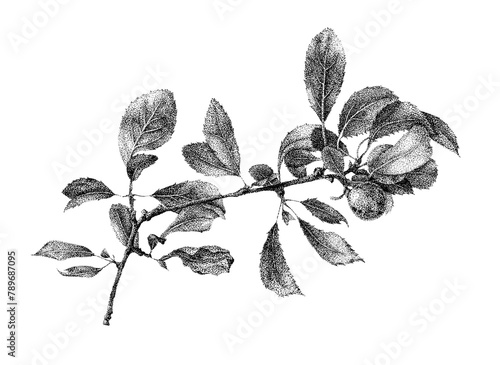 Blackthorn Leaves 