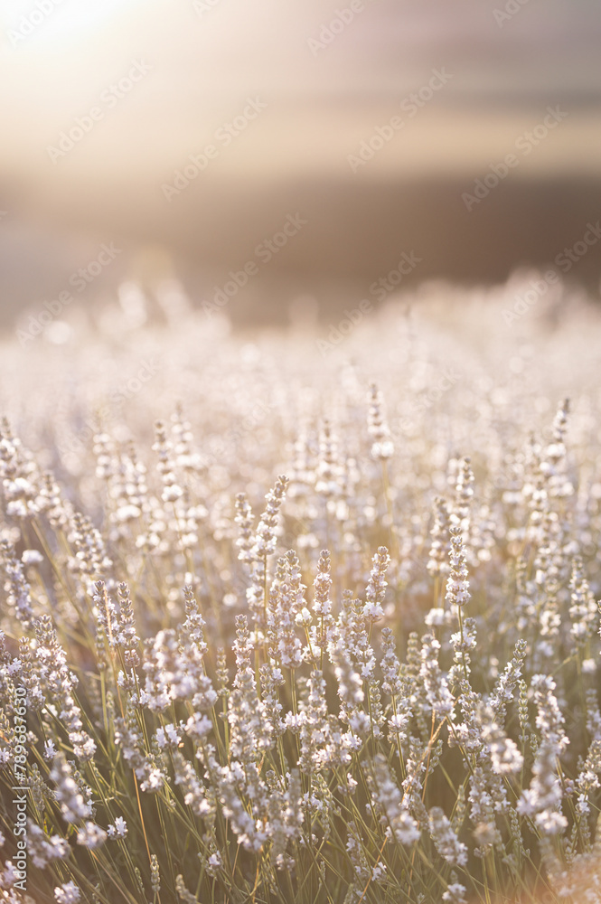 Sunset over a white lavender field in Provence, France.