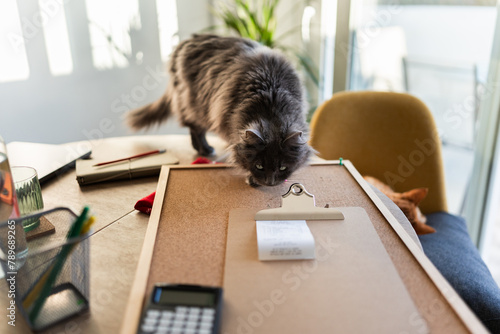 cat on a table where there are receipts and office supplies. photo