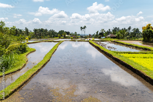 Rice paddy field in Indonesia photo
