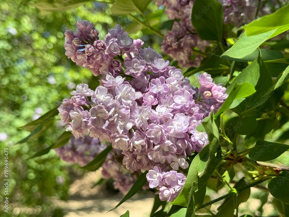 Syringa, Common pink Lilac, French Lilac 'Krasavitsa Moskvy' (Syringa vulgaris).
Syringa, Common pink Lilac, French Lilac 'Krasavitsa Moskvy' (Syringa vulgaris).