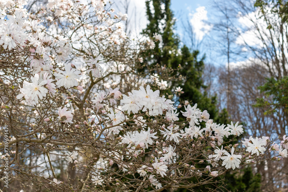 general view of white star magnolia blossoms in springtime