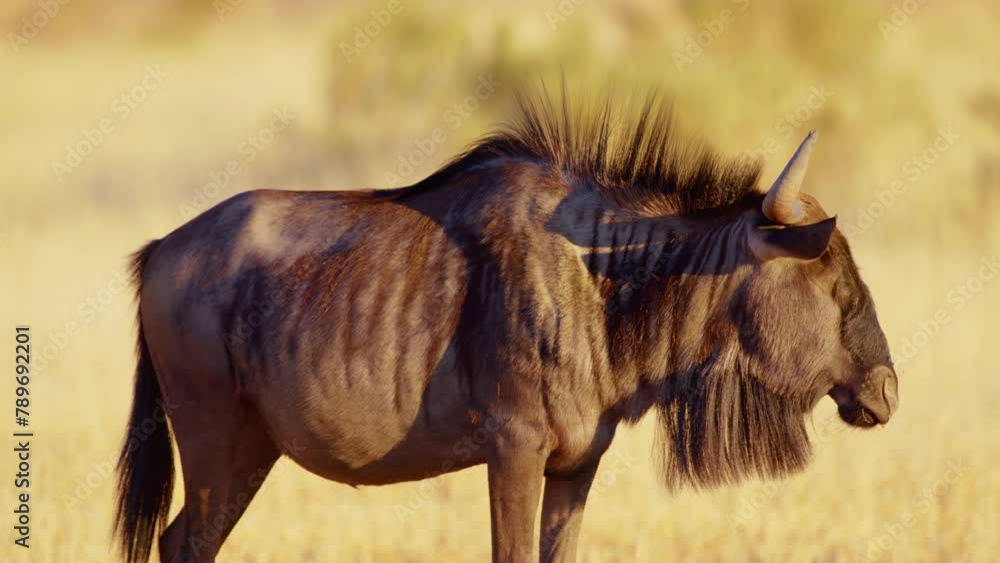 Close up of a south African Blue wildebeest (Connochaetes taurinus) in Kgalagadi Transfrontier Park Close up of a south African Blue wildebeest (Connochaetes taurinus) in Kgalagadi Transfrontier Park