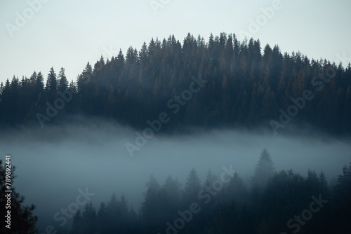 Forest with fog .
 photo