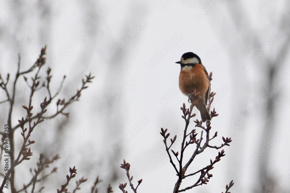 varied tit in a field varied tit in a field