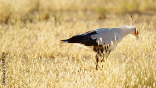 Close up of a Secretarybird (Sagittarius serpentarius) picking up insects from grass. photo