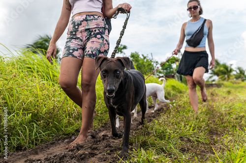 Activist volunteer friends walking rescued dogs by tropical pathway photo