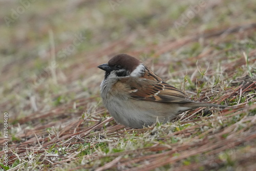 eurasian tree sparrow in a field © Matthewadobe