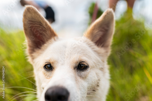 Close-up of a stray dog walking with its rescuer photo