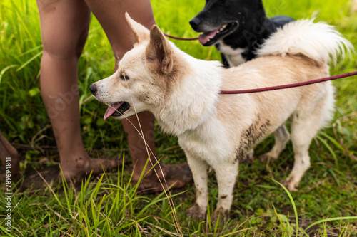 Activist volunteer friends walking rescued dogs by tropical pathway photo