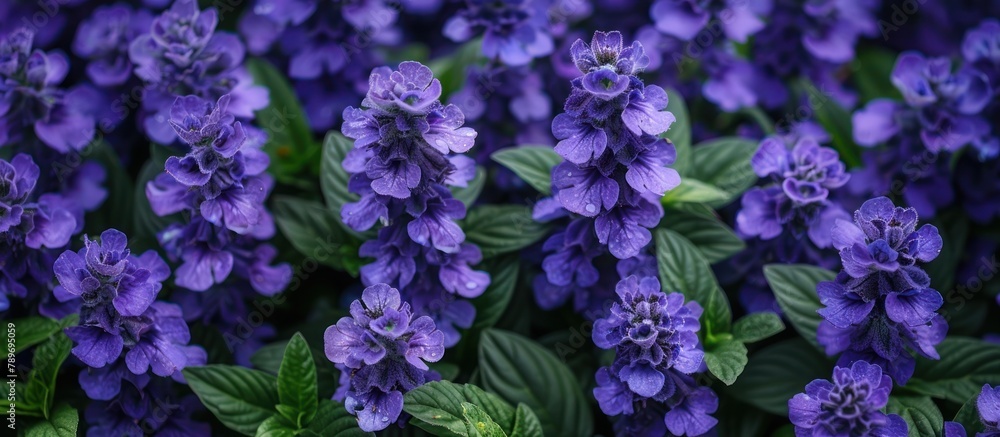 Cluster of Purple Flowers With Green Leaves Cluster of Purple Flowers With Green Leaves