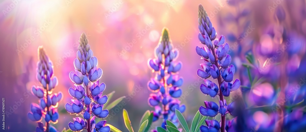 Obraz premium lavender flower in garden field with sunrays sunset light, amazing view