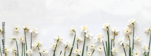 White daffodils border a frame on a white background with copy space. in a flat lay top view