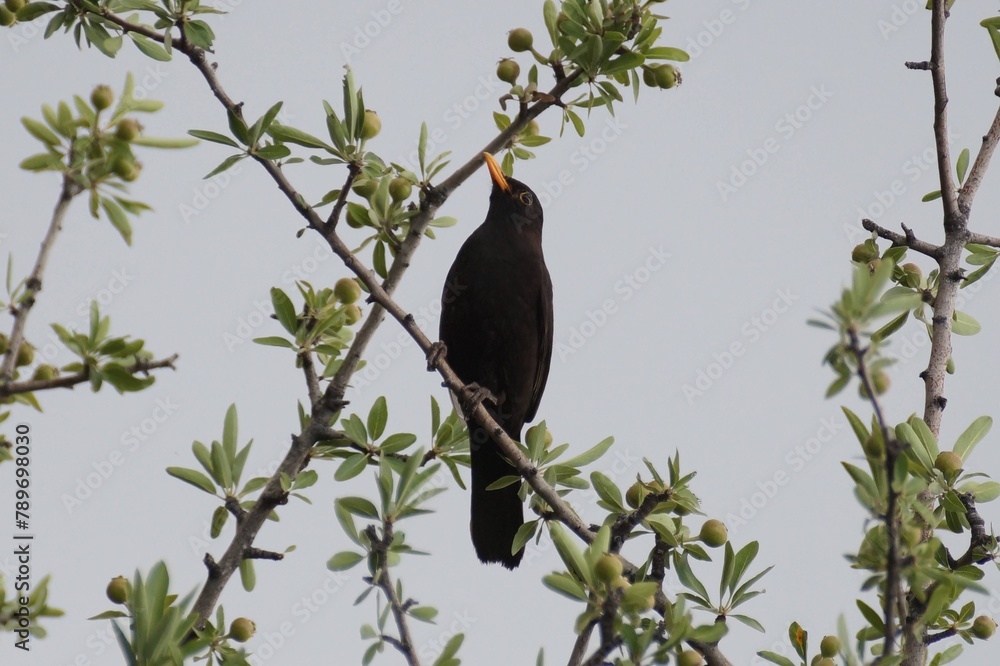 Fototapeta premium blackbird on a branch