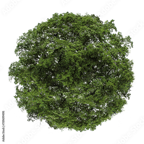 Εκτύπωση καμβά Tree png, top view spring clipart, transparent background