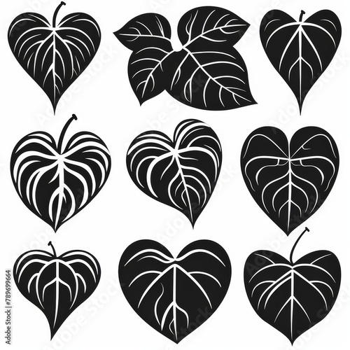 Heart-leaf Philodendron (Philodendron hederaceum) Pot Plant Icon Set, Philodendron Plant Flat Design photo