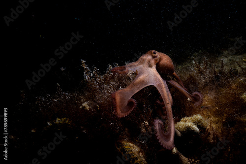 Octopus Hunting at Night photo