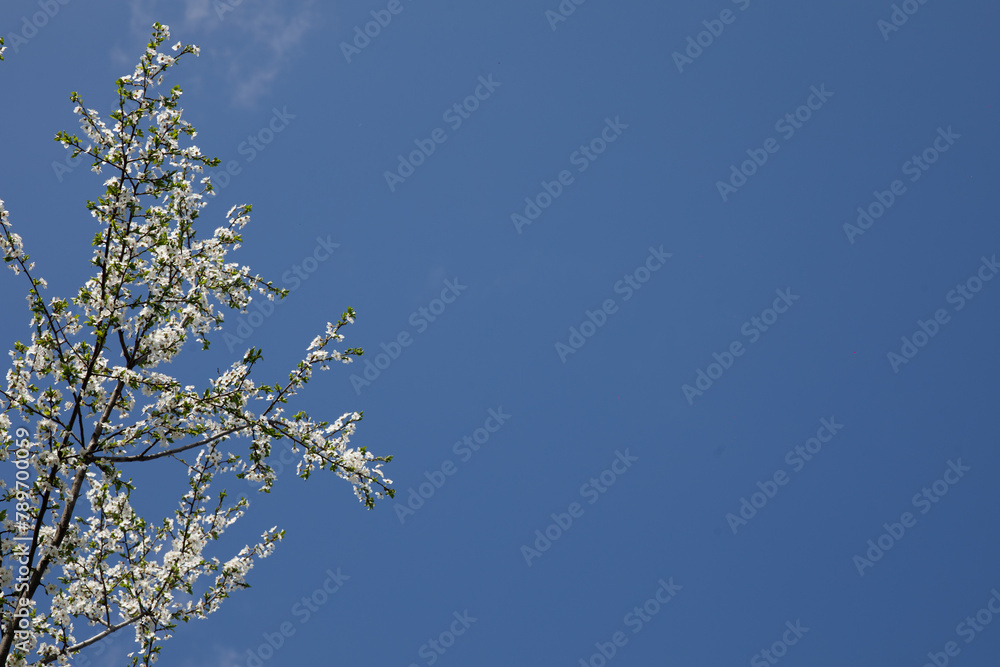 trees and leaves bloom in spring