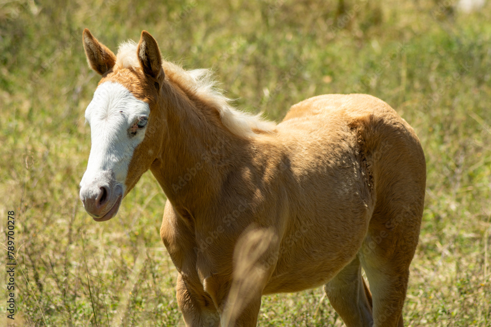 Obraz premium caballlo