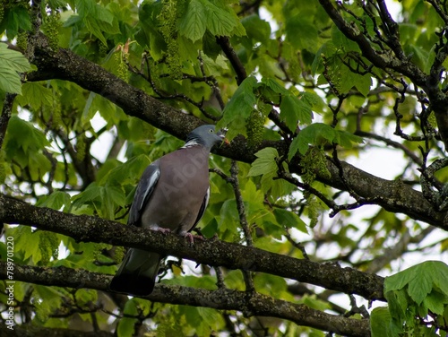 A courting male pursues his intended mate on the tree branches, circling her, with his neck feathers inflated and his tail spread, bowing and cooing all the while.