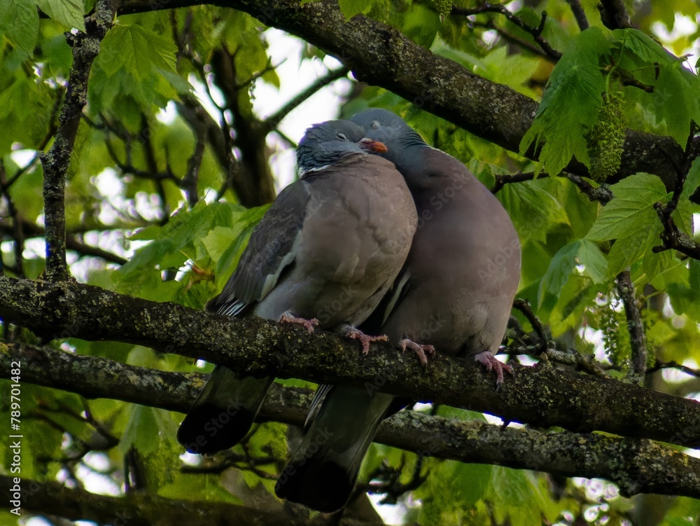 A courting male pursues his intended mate on the tree branches, circling her, with his neck feathers inflated and his tail spread, bowing and cooing all the while. A courting male pursues his intended mate on the tree branches, circling her, with his neck feathers inflated and his tail spread, bowing and cooing all the while.