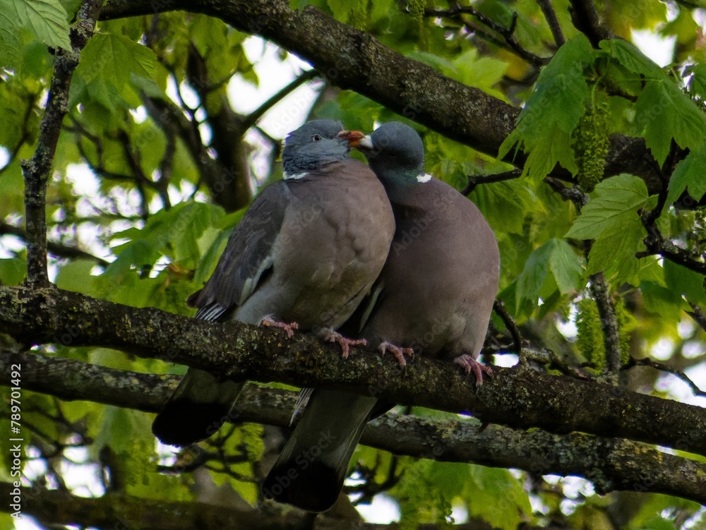 A courting male pursues his intended mate on the tree branches, circling her, with his neck feathers inflated and his tail spread, bowing and cooing all the while. A courting male pursues his intended mate on the tree branches, circling her, with his neck feathers inflated and his tail spread, bowing and cooing all the while.