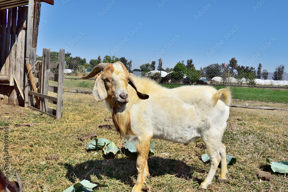 A goat is standing in a field with a fence behind it. The goat is looking at the camera A goat is standing in a field with a fence behind it. The goat is looking at the camera