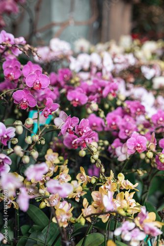 Wallpaper Mural Moth Orchids for Sale Torontodigital.ca