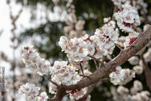 Apricot blossoms adorning multiple branchlets stemming from a central main branch photo