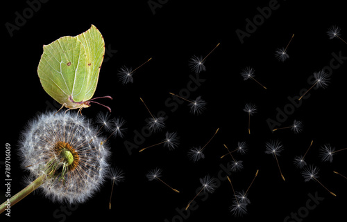 bright yellow butterfly on white fluffy dandelion isolated on black. brimston...