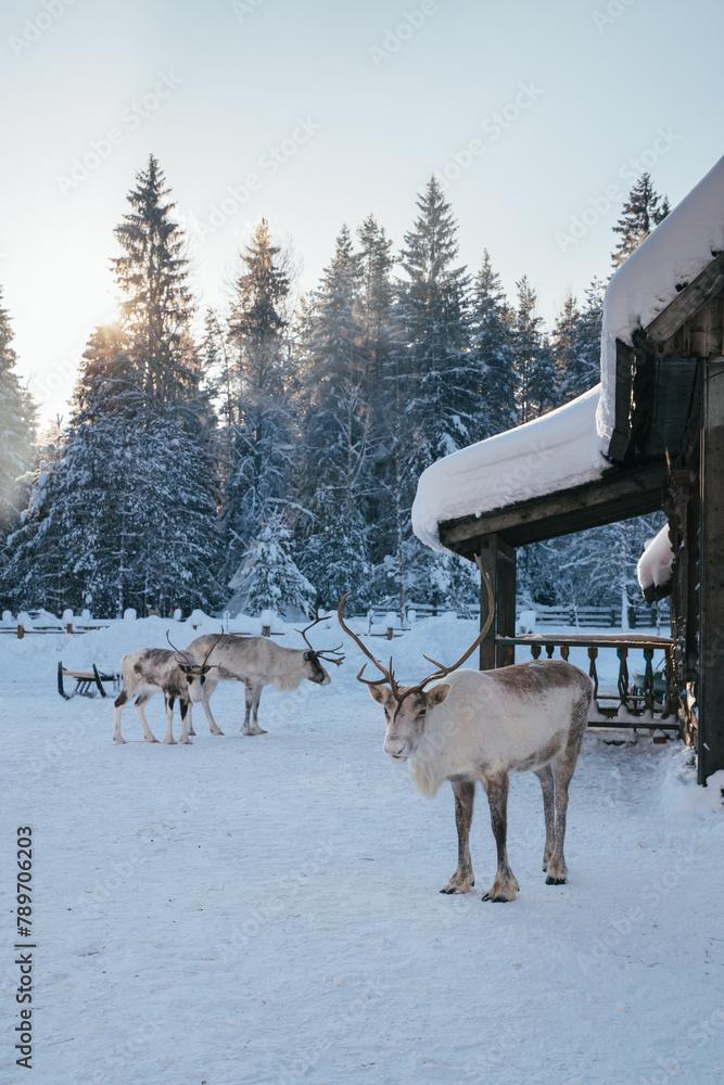 Reindeer Herd in Snowy Setting Reindeer Herd in Snowy Setting