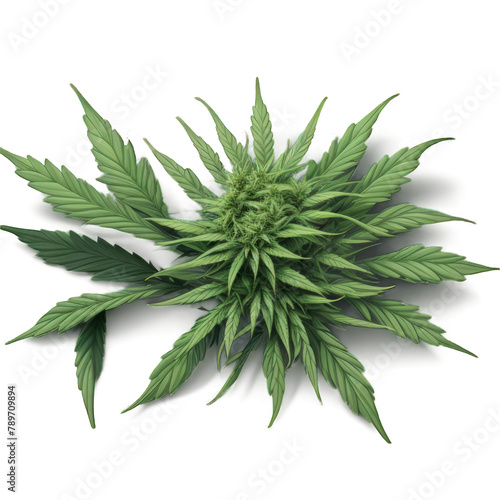 marijuana leaf, leaves isolated on white