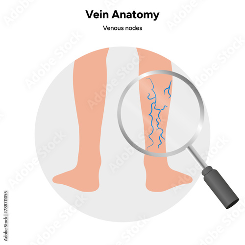Vein anatomy zoom, Venous nodes