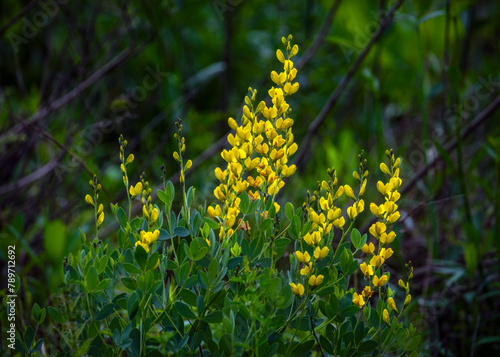 Yellow Wild Indigo in Pearland, Texas