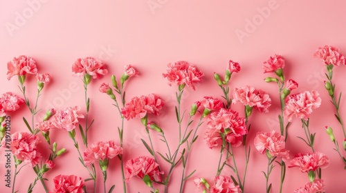 Pink Carnation Floral Delight for Celebrations on pink background