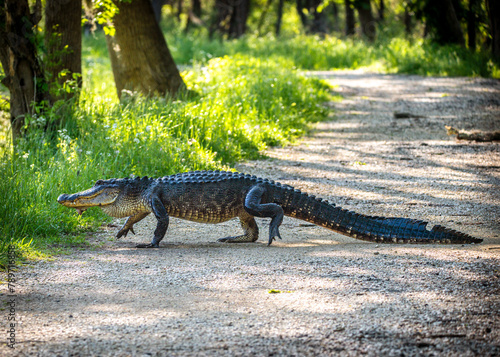 Alligator going for a walk in the park.