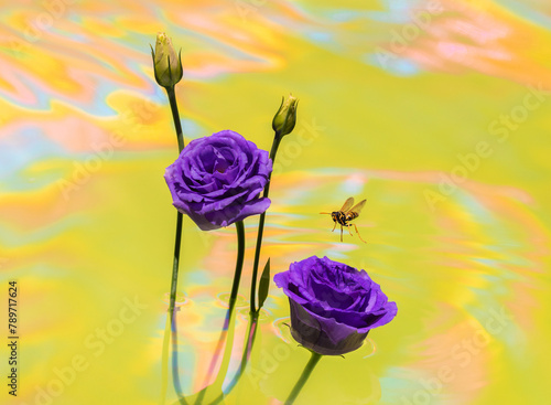 Wasp descending to flower over rainbow coloured water photo
