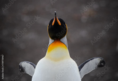 King Penguin in Argentina. 