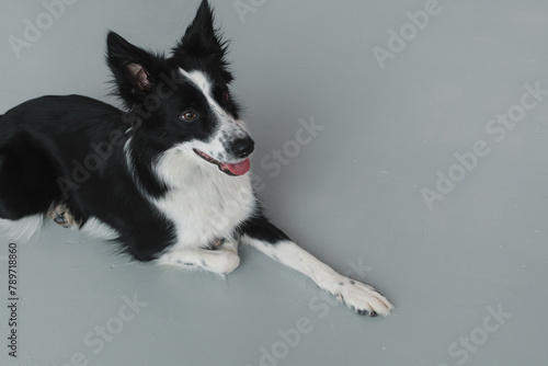Calm fluffy Border Collie dog lying on gray floor and looking up photo