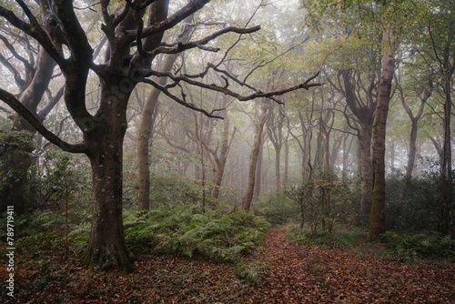 Ancient trees and fog in dense deciduous woodland