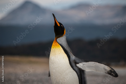 King Penguin in Argentina. 